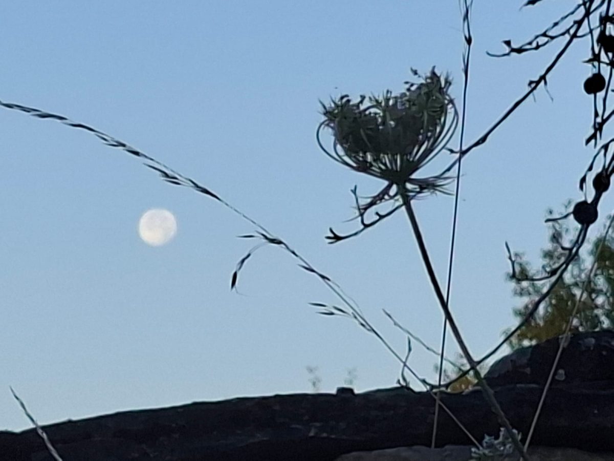 Mond